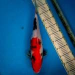 Original showa 43cm