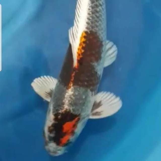 Goshiki High Quality Super Red