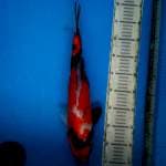 Original showa 42cm