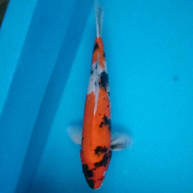 Original. Showa 40cm