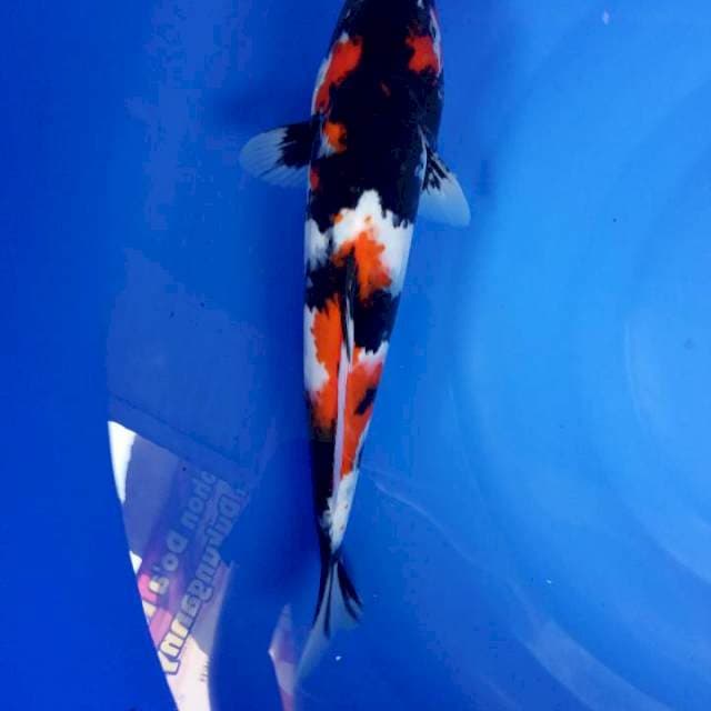 MALE 35 CM srtong