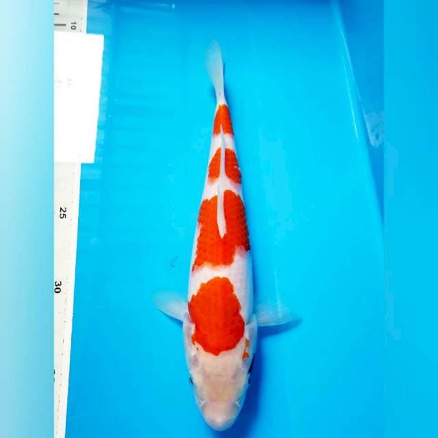 Kohaku step step ori