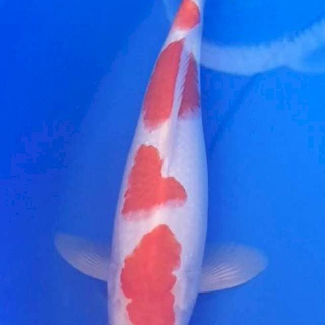 Kohaku