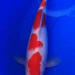 Kohaku