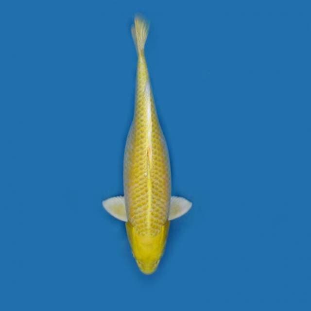 OGON JUMBO TOSAI