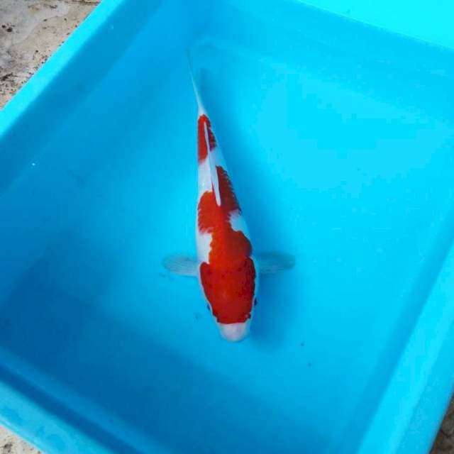 NJK - ORIGINAL KOHAKU