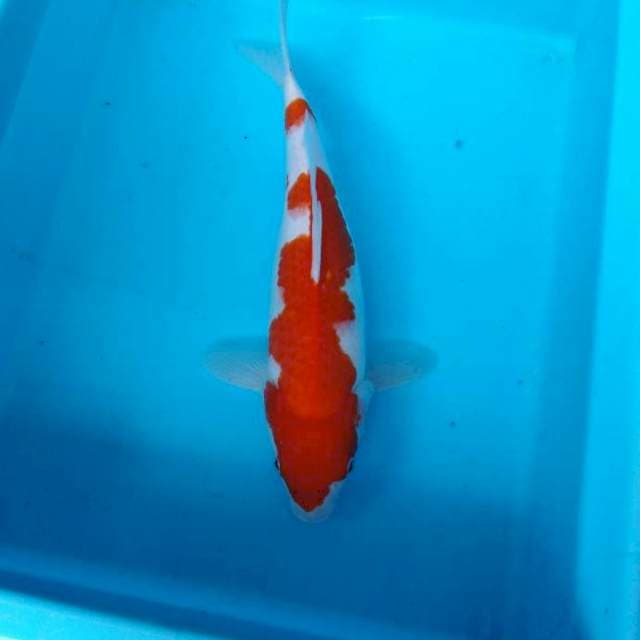 NJK - ORIGINAL KOHAKU