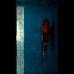 Sanke 35cm