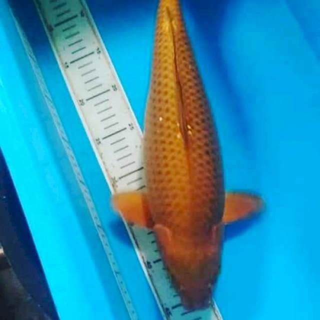 Chagoi fm 40cm
