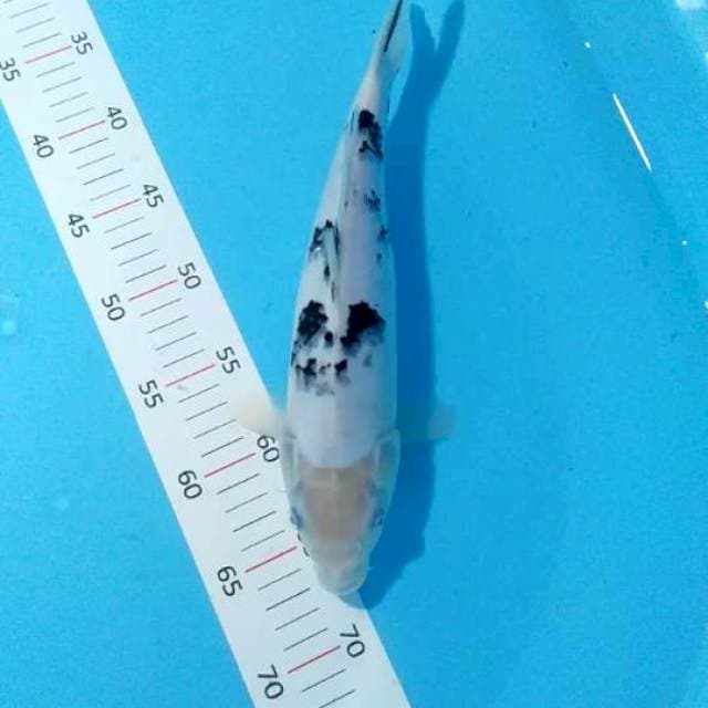 Sq bekko 31cm