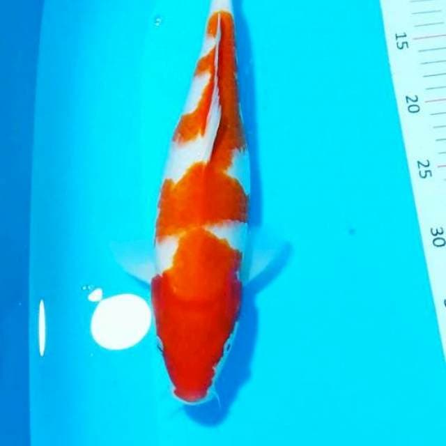 Kohaku strong 35.cm