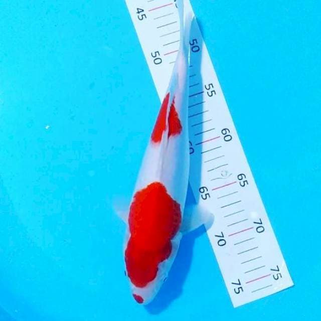 Kohaku 29cm