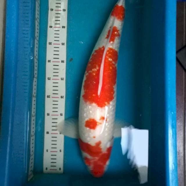 Kohaku Ginrin 60 bu Male