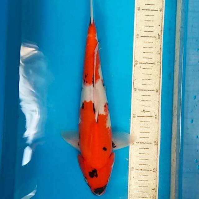 Showa 37cm