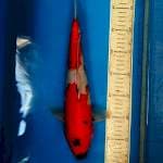 Showa 37cm