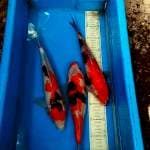 Mix 3 ekor 35,33cm