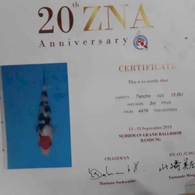 Tancho Showa 20BU Juara