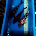 Mix 3ekor 30,34,36cm