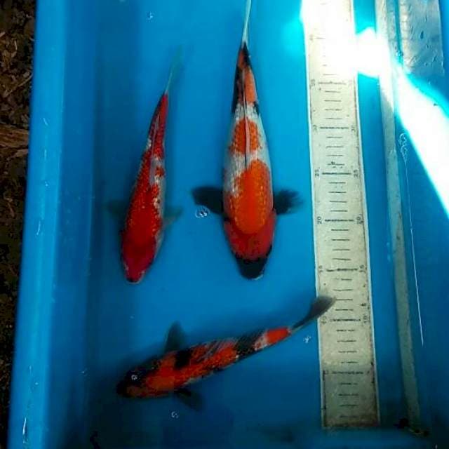 Mix 3ekor 29, 24, 23cm