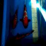 Mix 3ekor 29, 24, 23cm