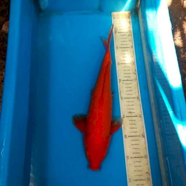 Beni goi 32cm