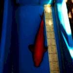 Beni goi 32cm