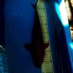 Cagoi tembaga 35cm