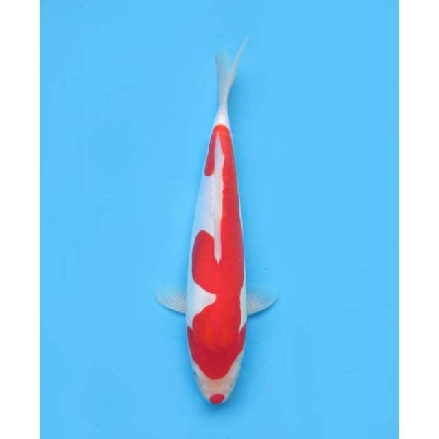 Super Skin Kohaku Doitsu, 30 cm - Female