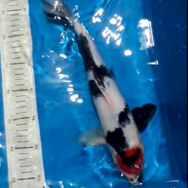 Tancho Showa 38 cm