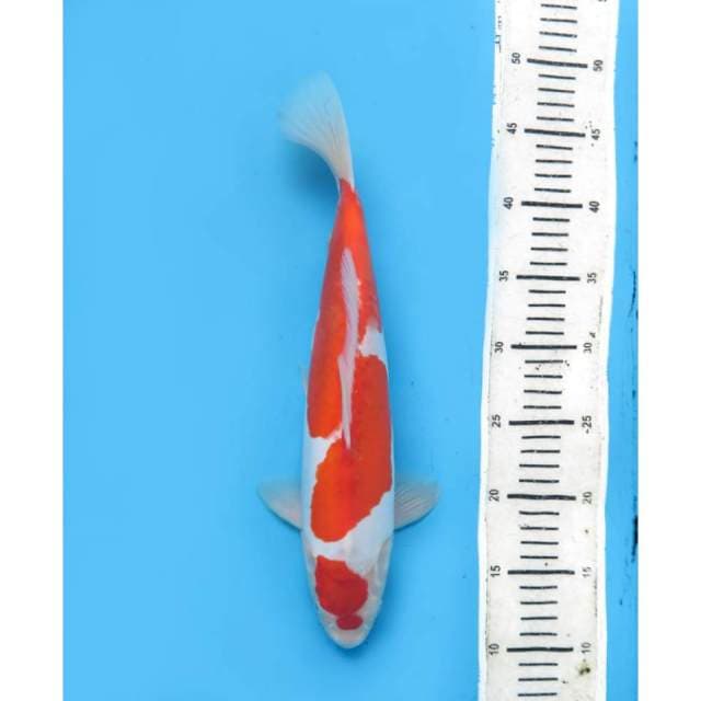 Maruten Kohaku Doitsu , 36cm , Male