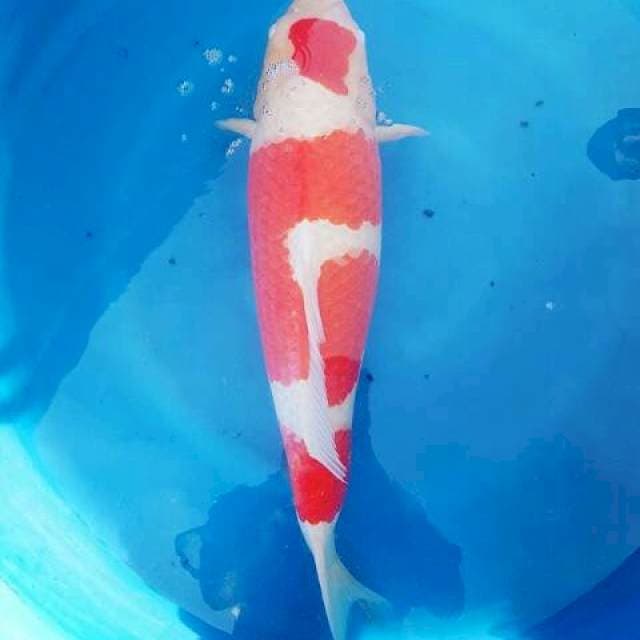 Kohaku Jumbo
