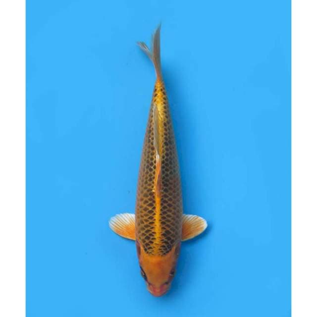 Kim Matsuba , 32cm - Male