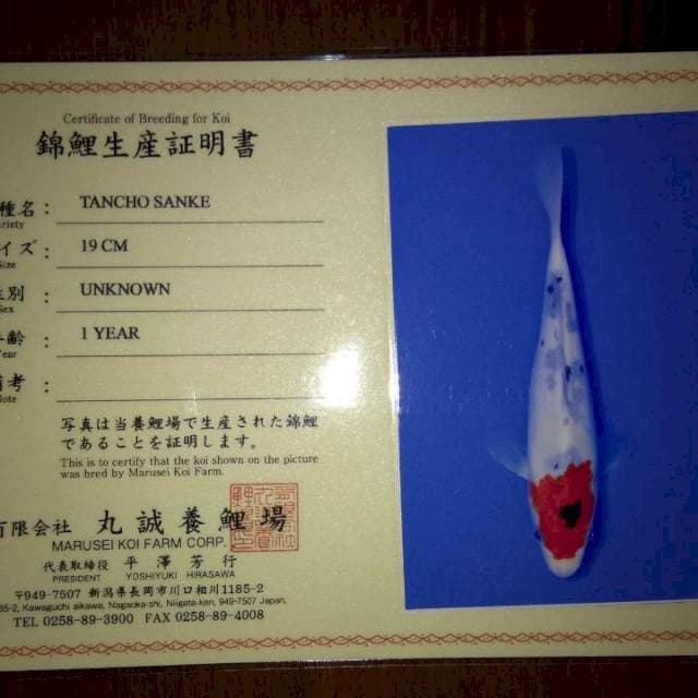 Tancho Sanke 19cm (Marusei). Import dan Sertifikat