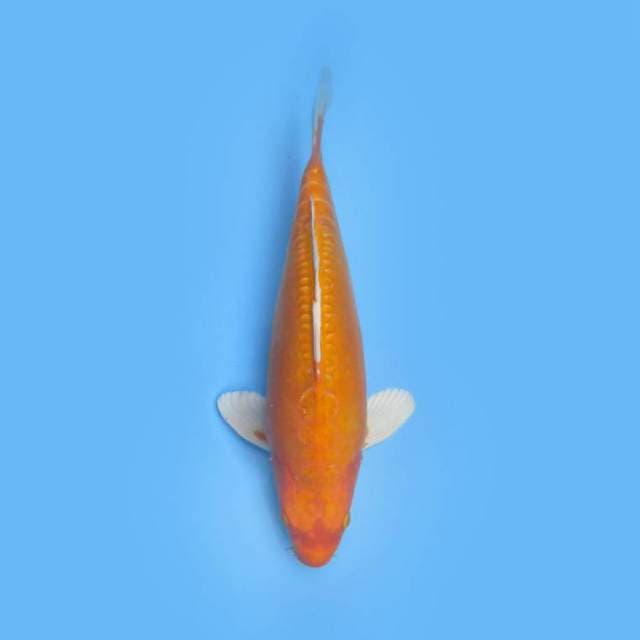 ORENJI OGON JUMBO TOSAI BULKY