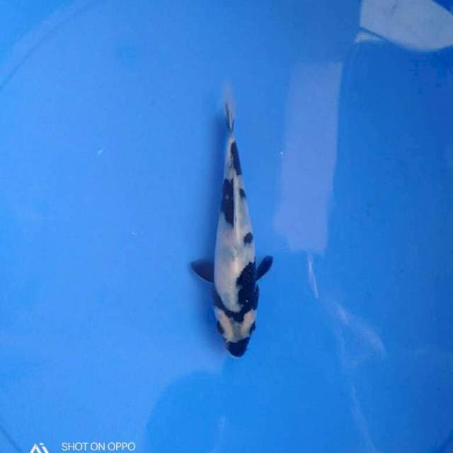 Shiro F1