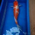 Kohaku orange (gendong telor) 
