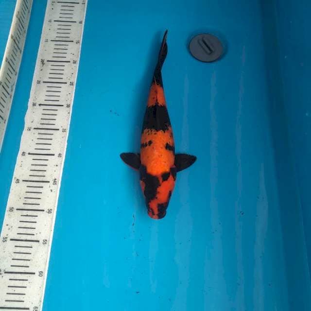 36cm Hi-utsuri /Fml