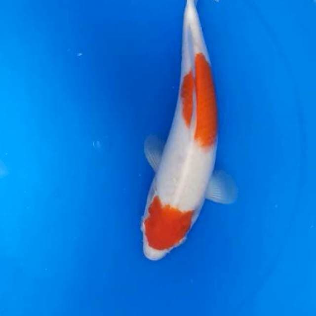 Kohaku 2 step 28 cm
