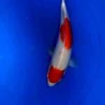 Kohaku 2 step 28 cm