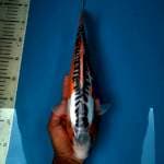 Shusui Female, 35cm