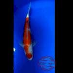 Kohaku 25 cm