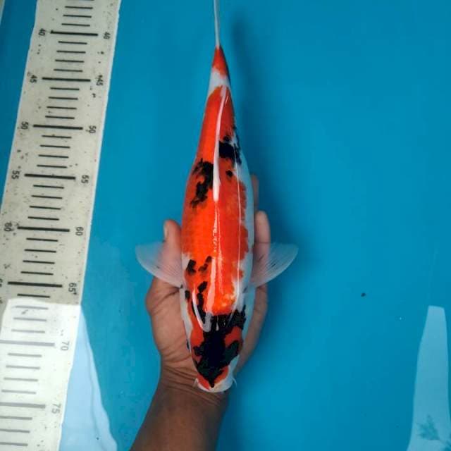 Showa Female, 34cm