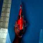 Showa Female, 34cm
