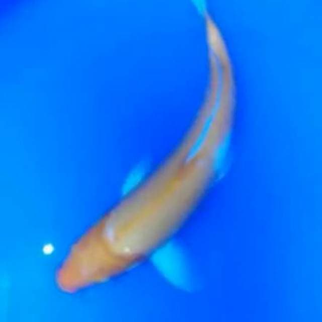 30 cm