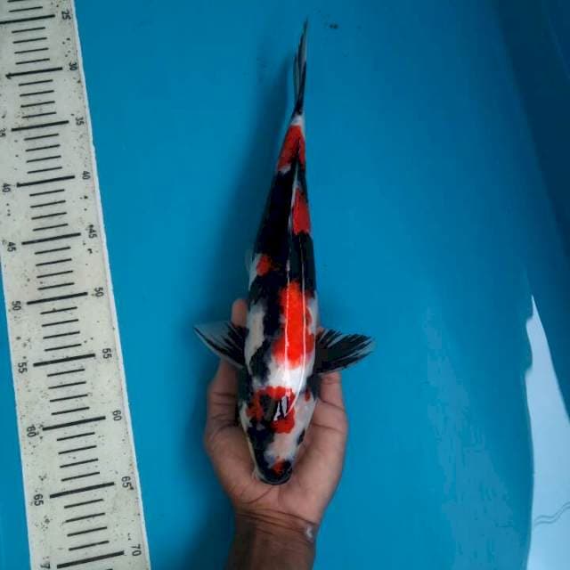 Showa Male, 35cm