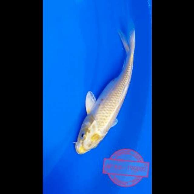 Shiromuji 22 cm