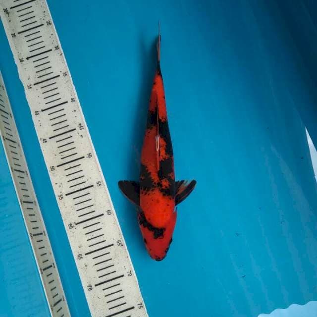 Utsuri Female, 36cm