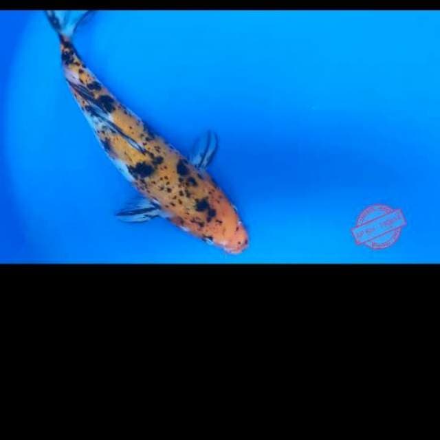 Sanke 27 cm