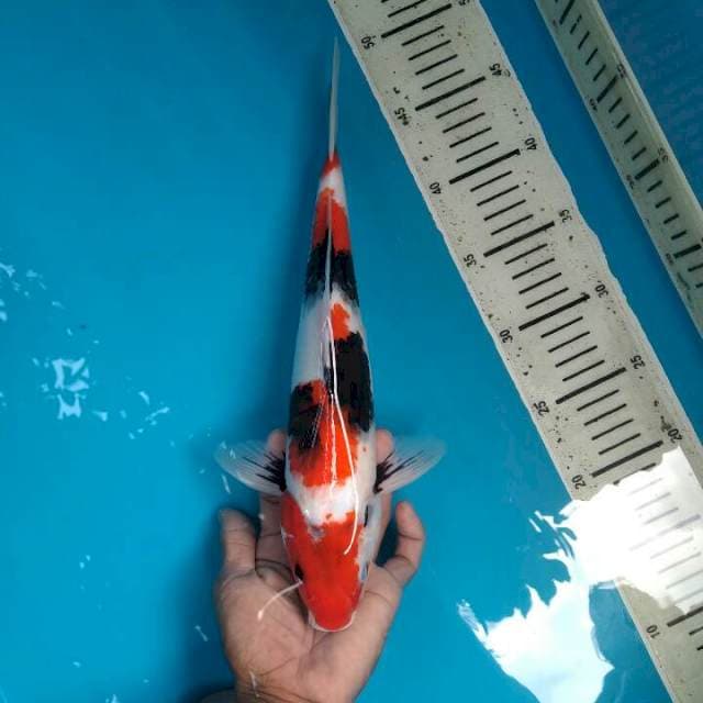 Showa Male, 36cm