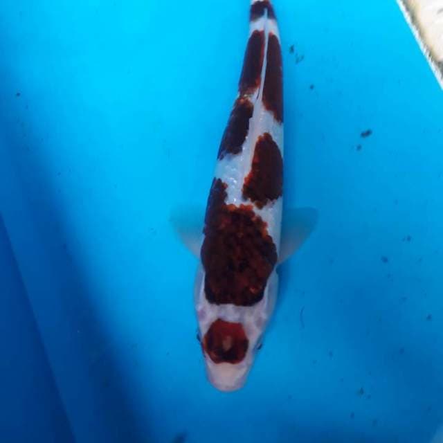 Goromo